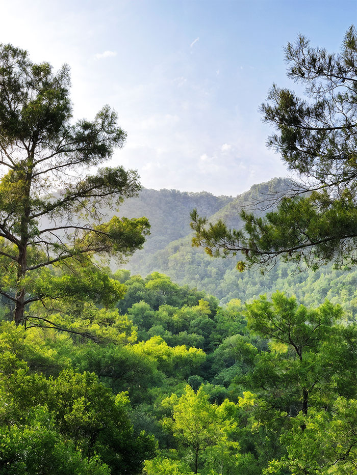 Her Yıl Değil, Sadece Nadir Koşullarda Üretilir