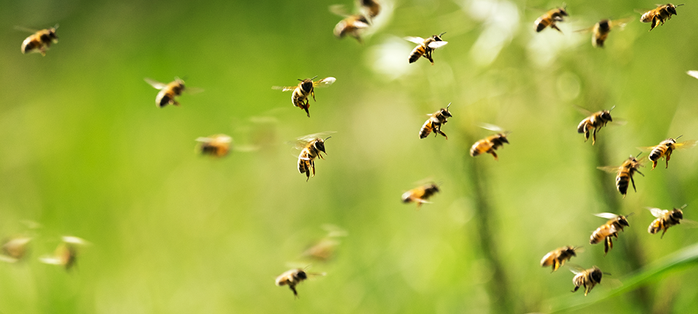 Arı Dansı Nedir? Arılar Neden Dans Eder?