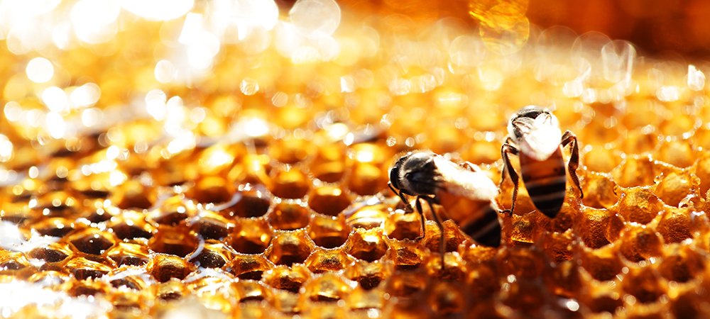 Arı Kovanından Çıkan Mucize: Propolis