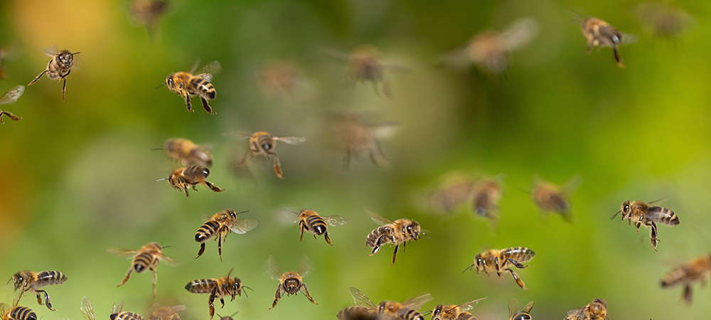 Arılar Arı Ekmeğini Ne İçin Kullanırlar?