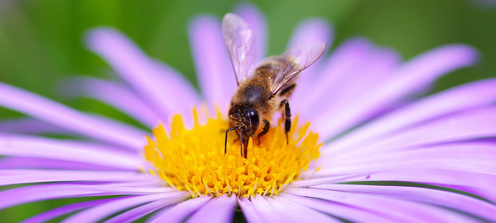 Arılar Kaç Farklı Çiçeğe Konar?