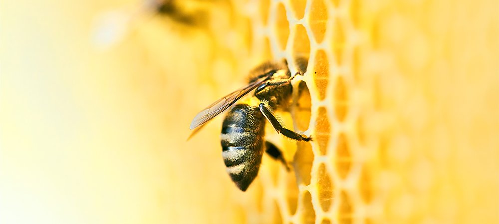 Arılar milyonlarca yıldır bal üretiyor