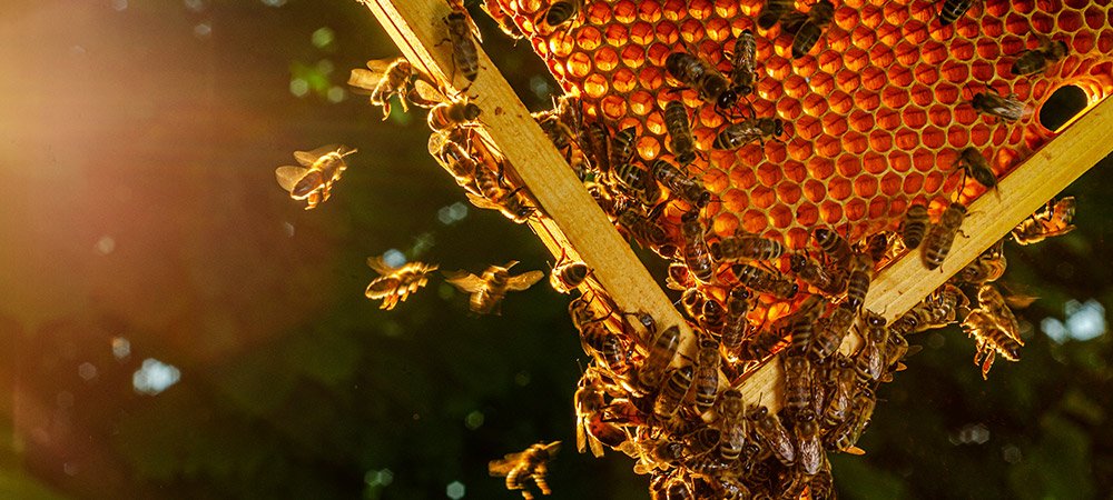 Arılar Ne Zaman Bal Yapar?