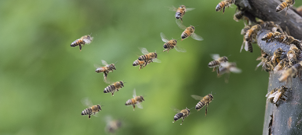 Arılar Neden Dans Eder?