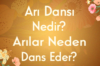 Arı Dansı Nedir? Arılar Neden Dans Eder?