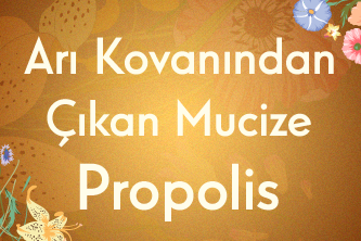 Arı Kovanından Çıkan Mucize: Propolis