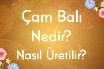 Çam Balı Nedir? Nasıl Üretilir?