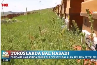 FOX TV - Eğriçayır Yaylasında Binbir Tür Çiçekten Bal Alan Arıların Petekleri Açıldı