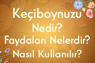 Keçiboynuzu Nedir? Faydaları Nelerdir? Nasıl Kullanılır?