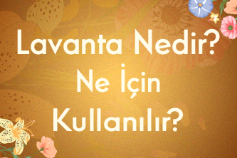 Lavanta Nedir? Ne İçin Kullanılır?