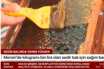  NTV - Sedir Balında Verim Yüksek 06.07.2024