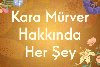 Kara Mürver Hakkında Her Şey