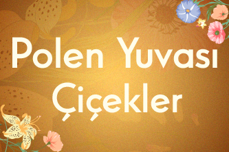 Polen Yuvası Çiçekler