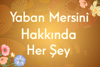 Yaban Mersini Hakkında Her Şey