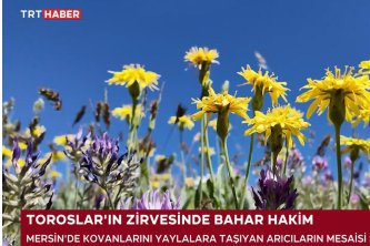 TRT HABER - Mersin'de Arıcıların Kovanlarını Yaylaya Taşıma Mesaisi Sürüyor 22.06.2026