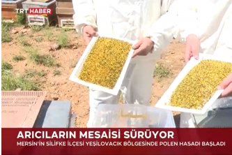TRT HABER - Mersin'de Polen Hasadı Başladı 21.04.2025