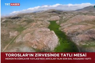 TRT Haber - Toroslar'ın Zirvesinde Bal Hasadı Başladı 24.08.2025