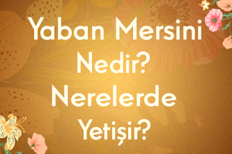 Yaban Mersini Nedir? Yaban Mersini Nerelerde Yetişir?