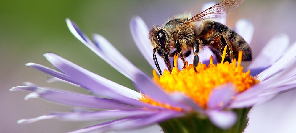 Bal arılarının en büyüğü olan Himalaya Bal Arısı, 3 cm ye kadar ulaşabilir