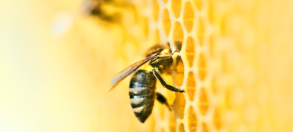 Bal Arısı Sokması ve Yaban Arısı Sokması Arasındaki Farklar Nelerdir?