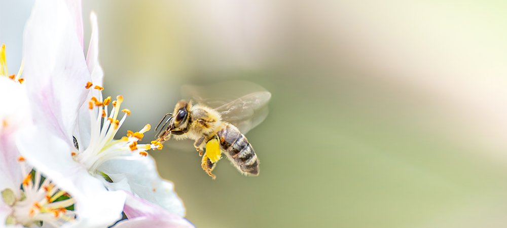 Bir bal arısı ömrü boyunca bir çay kaşığının sadece 1/12 si kadar bal üretir