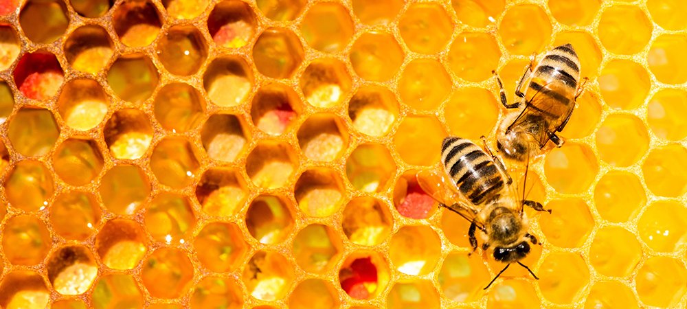 Petek, arıların balmumundan yaptıkları altıgen hücrelerden oluşan bir gruptur