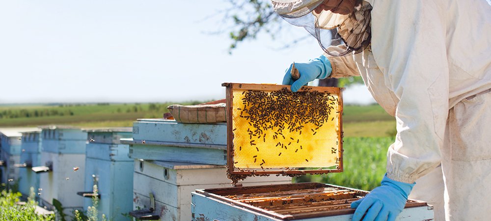 Propolis Zararlı Mıdır?