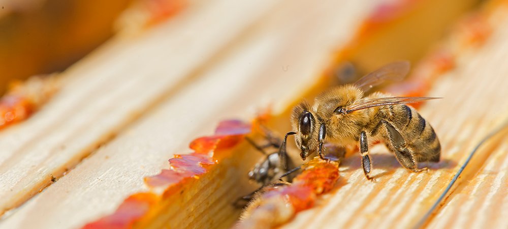 Propolisin Faydaları Nelerdir, Propolis Ne İşe Yarar?