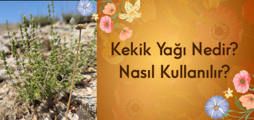 Kekik Yağı Nedir? Nasıl Kullanılır?