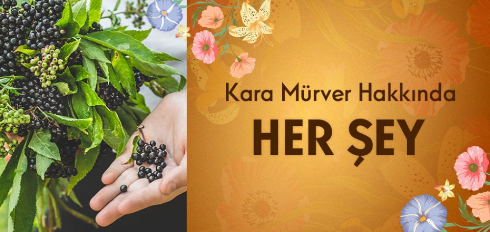 Kara Mürver Hakkında Her Şey