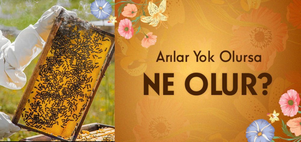 Arılar Yok Olursa Ne Olur?