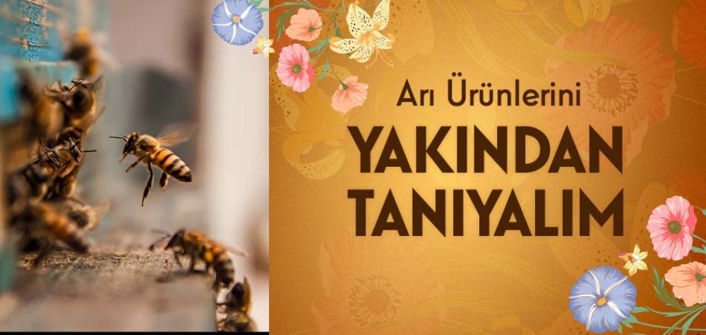 Arı Ürünlerini Yakından Tanıyalım