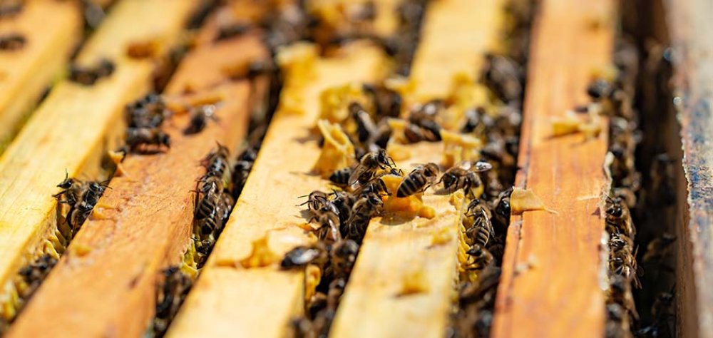 Propolis Nasıl Tüketilmeli?
