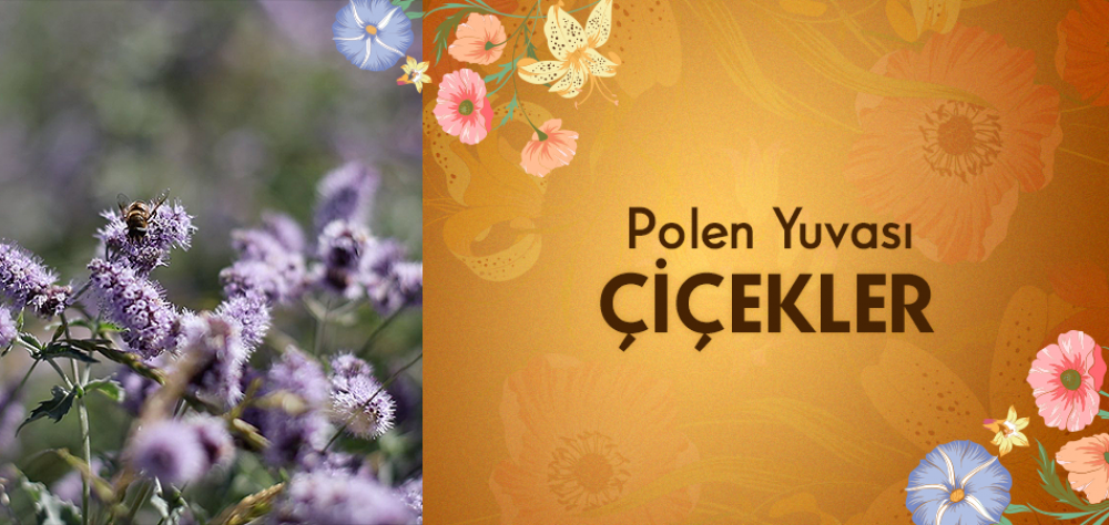 Polen Yuvası Çiçekler