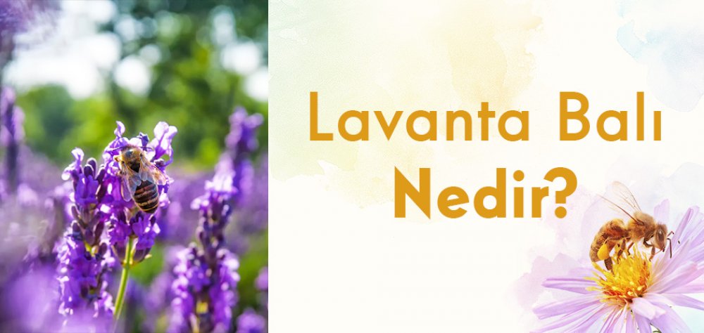 Lavanta Balı Nedir?