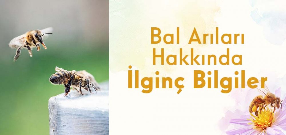 Bal Arıları Hakkında İlginç Bilgiler