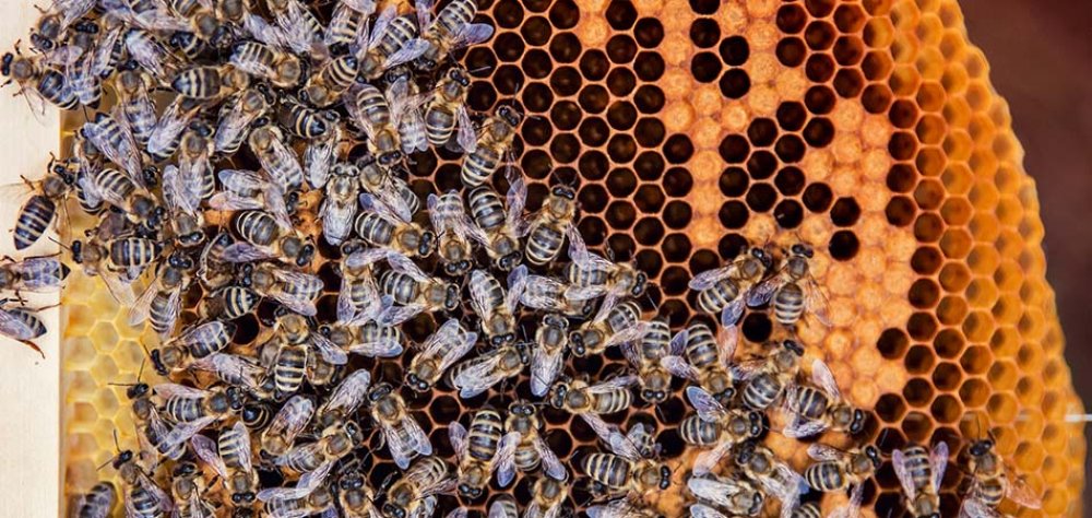 Arılar Hayatları Boyunca Ne Kadar Bal Üretir