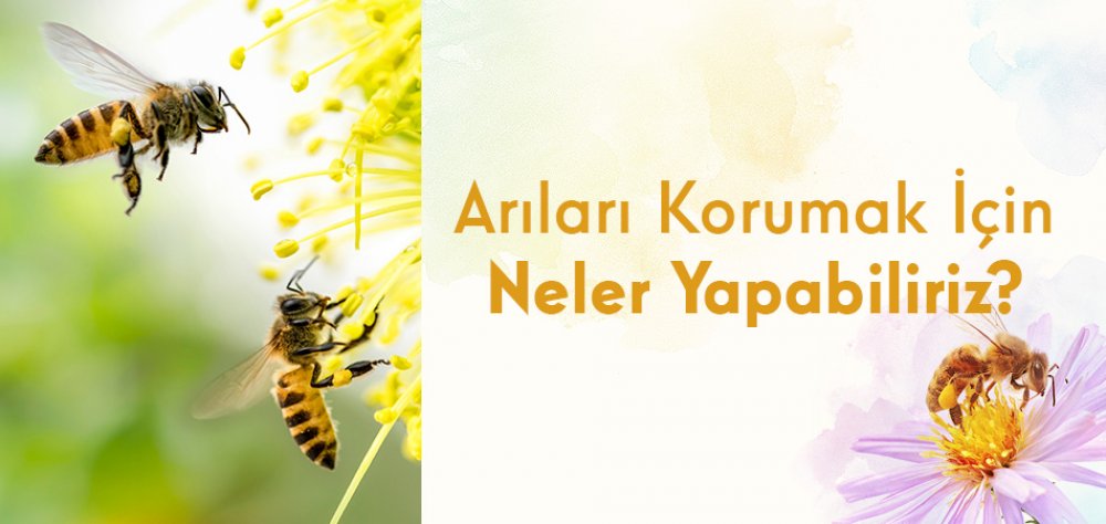 Arıları Korumak İçin Neler Yapabiliriz?