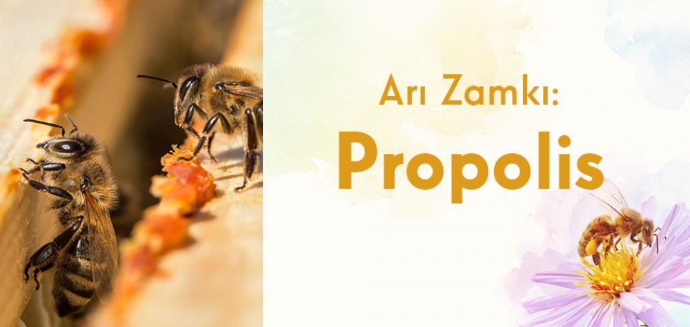 Arı Zamkı: Propolis
