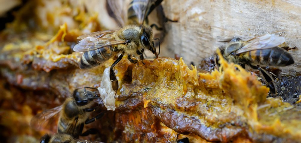 Propolis Nasıl Olur?