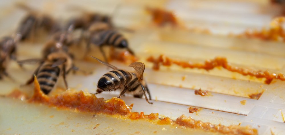 Ham Propolis Nedir?