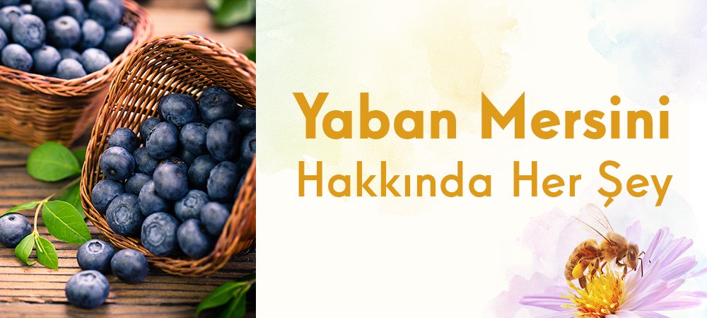 Yaban Mersini Hakkında Her Şey