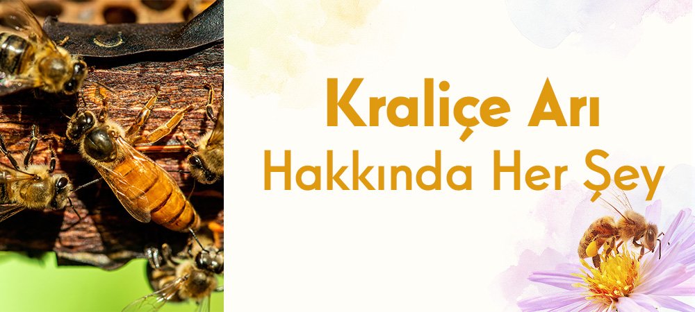 Kraliçe Arı Hakkında Her Şey