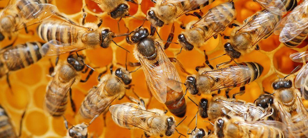 Kraliçe Arının Diğer Arılardan Farkı Nedir?