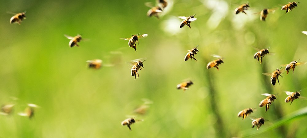Yaz Mevsiminde Arılar Ne Yapar?